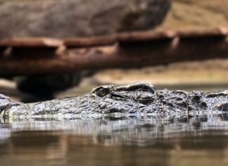 Co to jest zasada 5 palców? Co to jest zasada 5 palców?