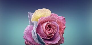 Po czym poznać że to miłość?