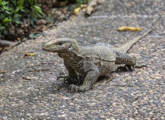 Czy lekarz rodzinny może dać skierowanie do dietetyka? Czy lekarz rodzinny może dać skierowanie do dietetyka?
