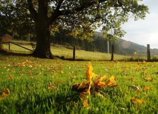 Czy nauczyciel może wpisać ocenę z diagnozy? Czy nauczyciel może wpisać ocenę z diagnozy?