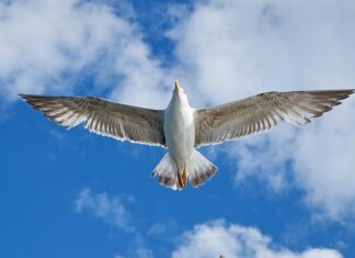 Dokąd emigrować z Polski? Dokąd emigrować z Polski?