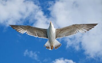 Dokąd emigrować z Polski?