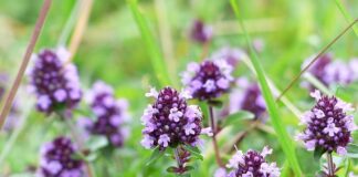 Kto może dostać wizę do USA?