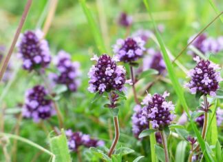 Czy trudno jest dostać wizę do USA? Czy trudno jest dostać wizę do USA?